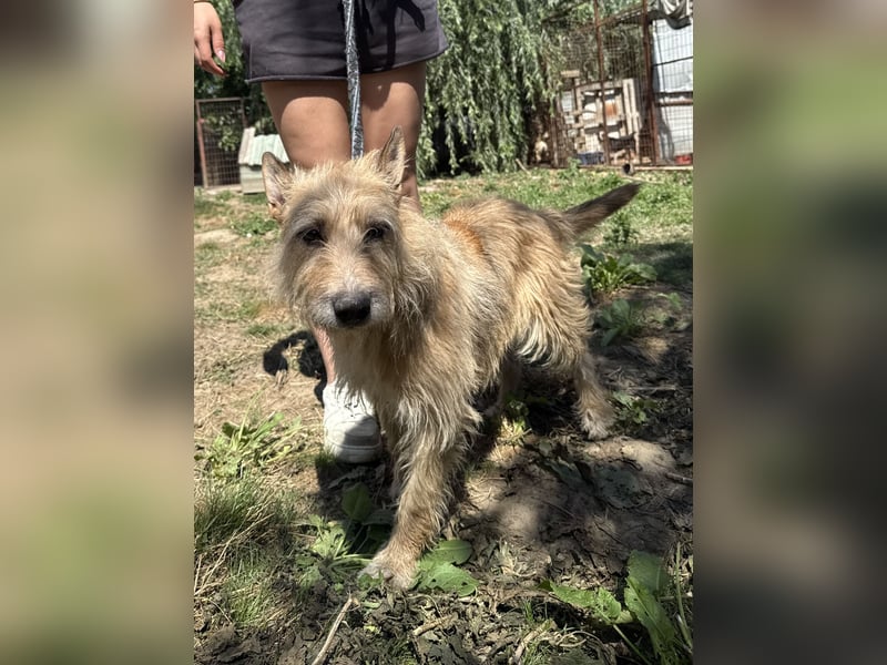 Tekla - 7 Jahre alte Hündin sucht ein Zuhause