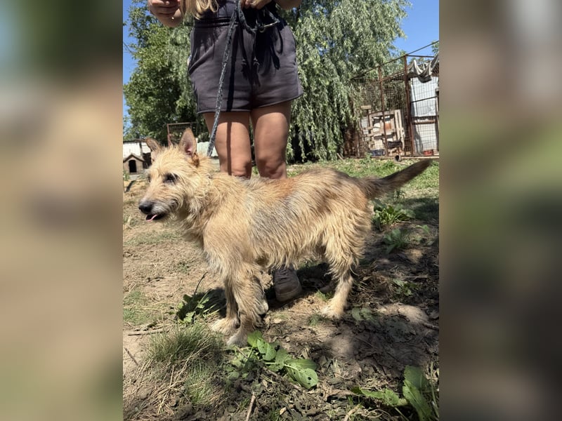 Tekla - 7 Jahre alte Hündin sucht ein Zuhause