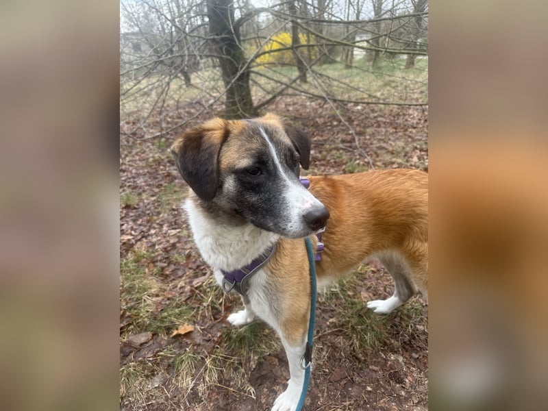 Pflegehund sucht ihr Für Immer zu Hause