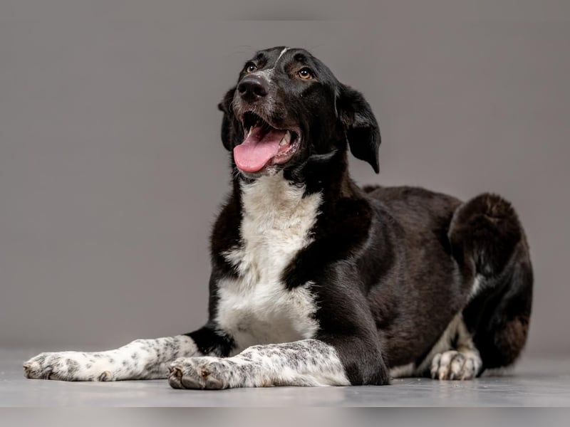 Charmante Pflegehündin Chia (8 Monate) wartet in 55131 Mainz auf dich!