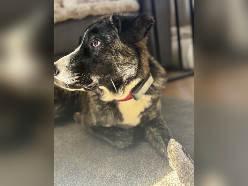 Pflegehündin Nula wartet in 47506 Neukirchen-Vluyn auf ihre Menschen!