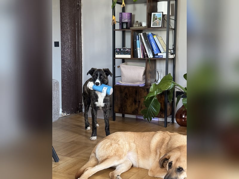 Pflegehündin Nula wartet in 47506 Neukirchen-Vluyn auf ihre Menschen!