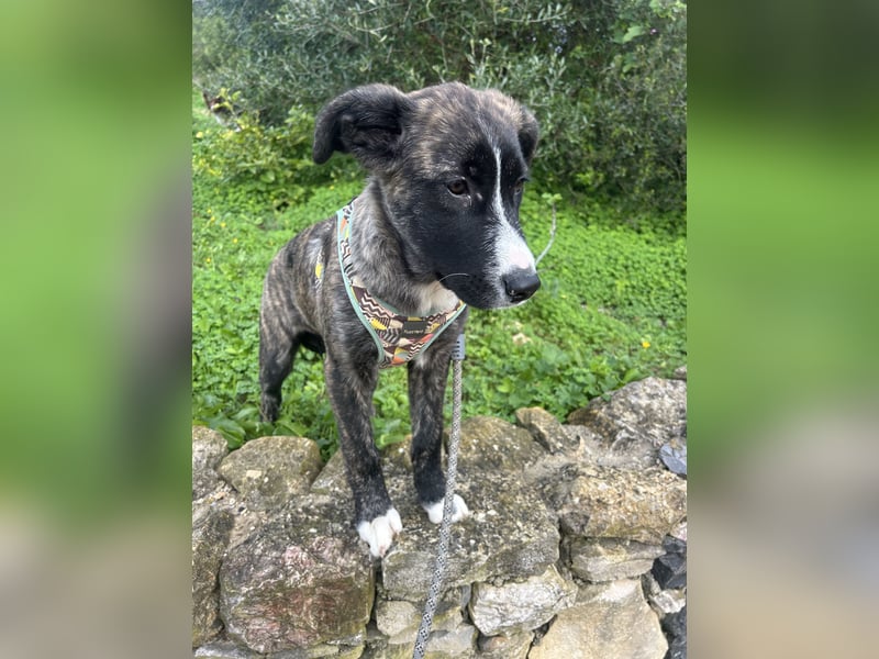 Junge Nula wartet in Portugal auf unserem Tierschutzhof auf ihr Happy End!