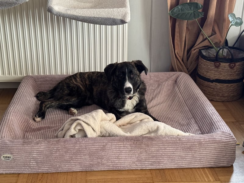 Pflegehündin Nula wartet in 47506 Neukirchen-Vluyn auf ihre Menschen!