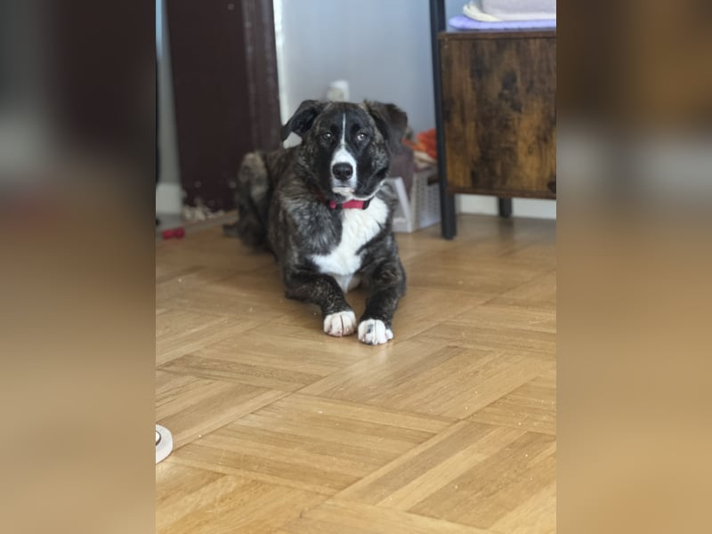 Pflegehündin Nula wartet in 47506 Neukirchen-Vluyn auf ihre Menschen!