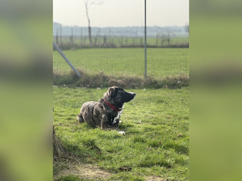 Pflegehündin Nula wartet in 47506 Neukirchen-Vluyn auf ihre Menschen!