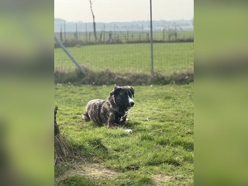 Pflegehündin Nula wartet in 47506 Neukirchen-Vluyn auf ihre Menschen!