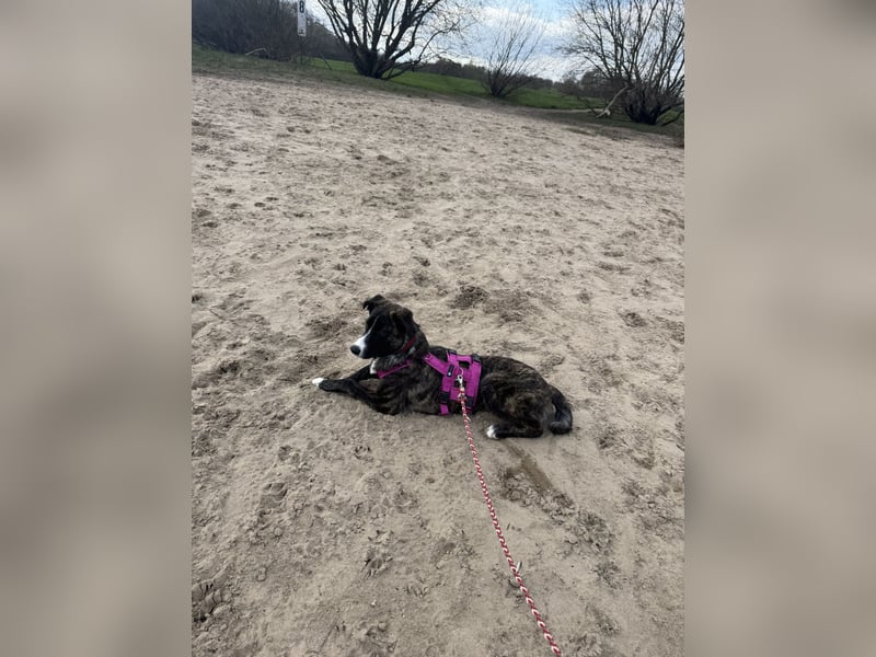 Pflegehündin Nula wartet in 47506 Neukirchen-Vluyn auf ihre Menschen!