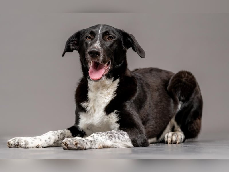 Charmante Pflegehündin Chia (8 Monate) wartet in 55131 Mainz auf dich!