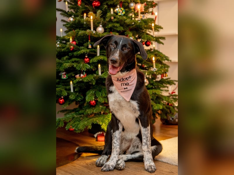 Charmante Pflegehündin Chia (8 Monate) wartet in 55131 Mainz auf dich!