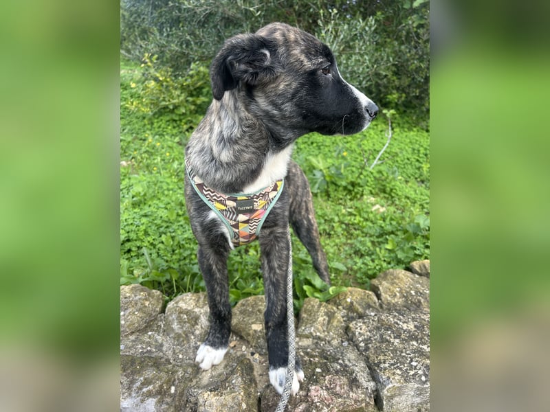 Junge Nula wartet in Portugal auf unserem Tierschutzhof auf ihr Happy End!