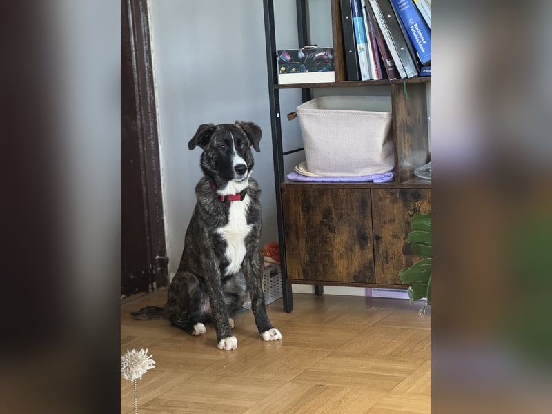 Pflegehündin Nula wartet in 47506 Neukirchen-Vluyn auf ihre Menschen!