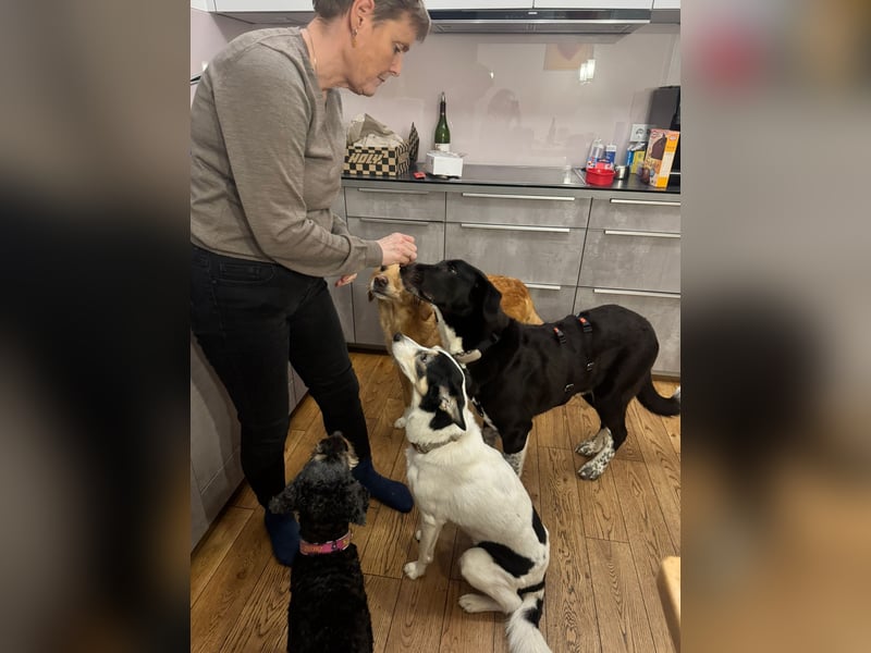 Charmante Pflegehündin Chia (8 Monate) wartet in 55131 Mainz auf dich!