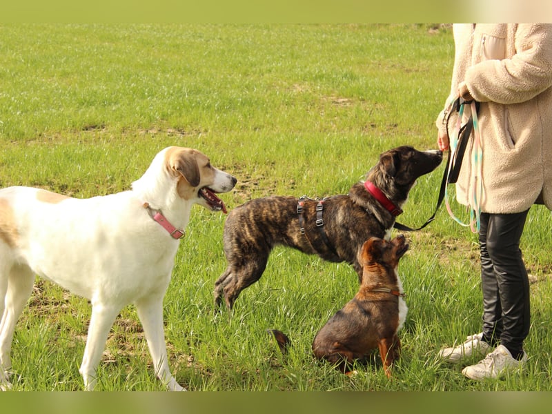 Pflegehündin Nula wartet in 47506 Neukirchen-Vluyn auf ihre Menschen!
