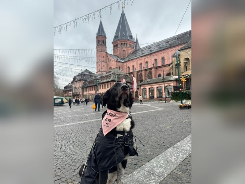 Charmante Pflegehündin Chia (8 Monate) wartet in 55131 Mainz auf dich!