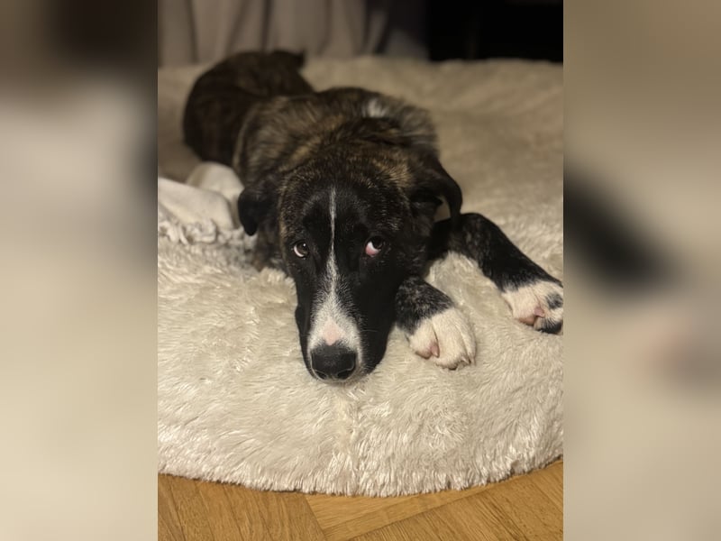 Pflegehündin Nula wartet in 47506 Neukirchen-Vluyn auf ihre Menschen!