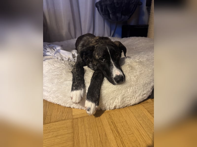 Pflegehündin Nula wartet in 47506 Neukirchen-Vluyn auf ihre Menschen!