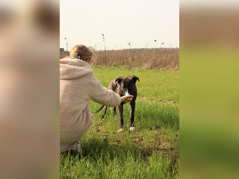 Pflegehündin Nula wartet in 47506 Neukirchen-Vluyn auf ihre Menschen!