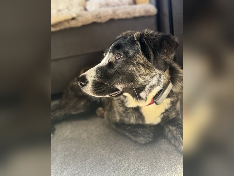 Pflegehündin Nula wartet in 47506 Neukirchen-Vluyn auf ihre Menschen!