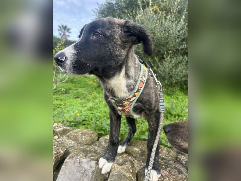 Junge Nula wartet in Portugal auf unserem Tierschutzhof auf ihr Happy End!