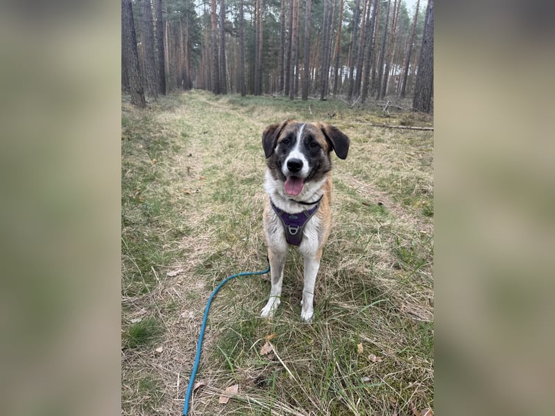 Pflegehund sucht ihr Für Immer zu Hause