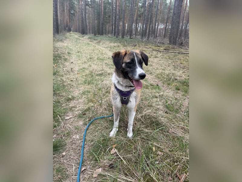 Pflegehund sucht ihr Für Immer zu Hause