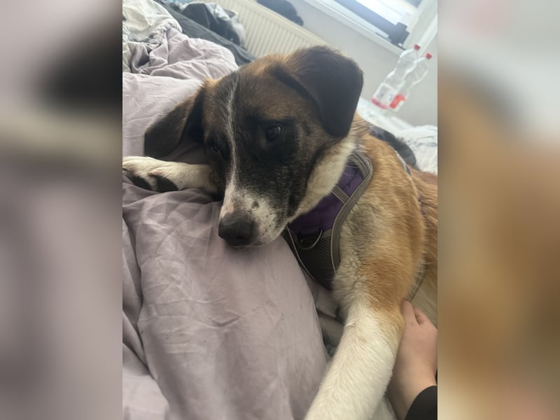 Pflegehund sucht ihr Für Immer zu Hause