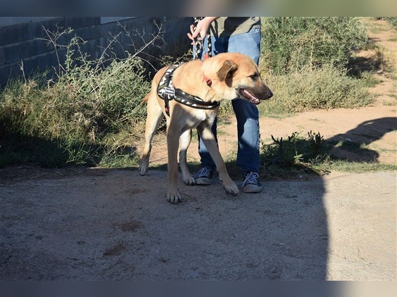 Amara, freundliche Hündin sucht Menschen mit Hundeerfahrung
