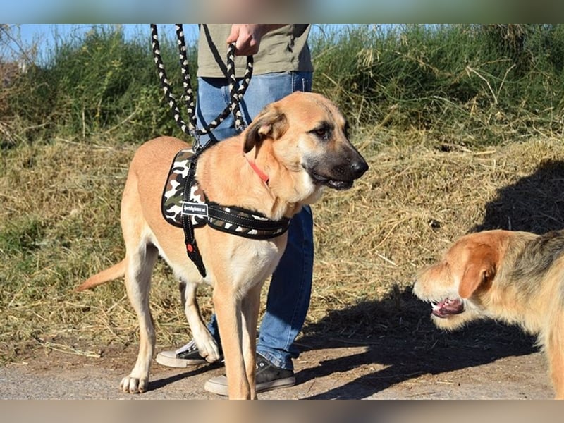 Amara, freundliche Hündin sucht Menschen mit Hundeerfahrung