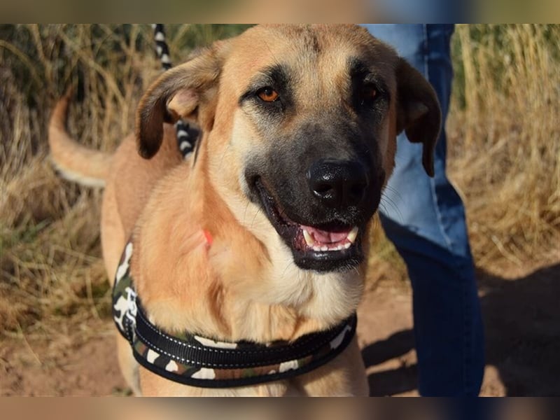 Amara, freundliche Hündin sucht Menschen mit Hundeerfahrung