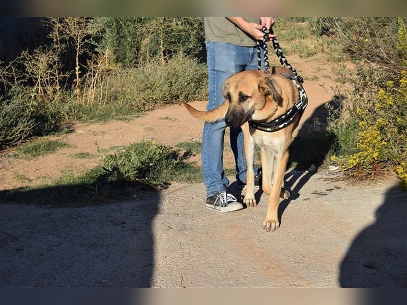 Amara, freundliche Hündin sucht Menschen mit Hundeerfahrung