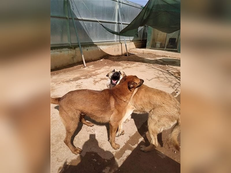 Amara, freundliche Hündin sucht Menschen mit Hundeerfahrung