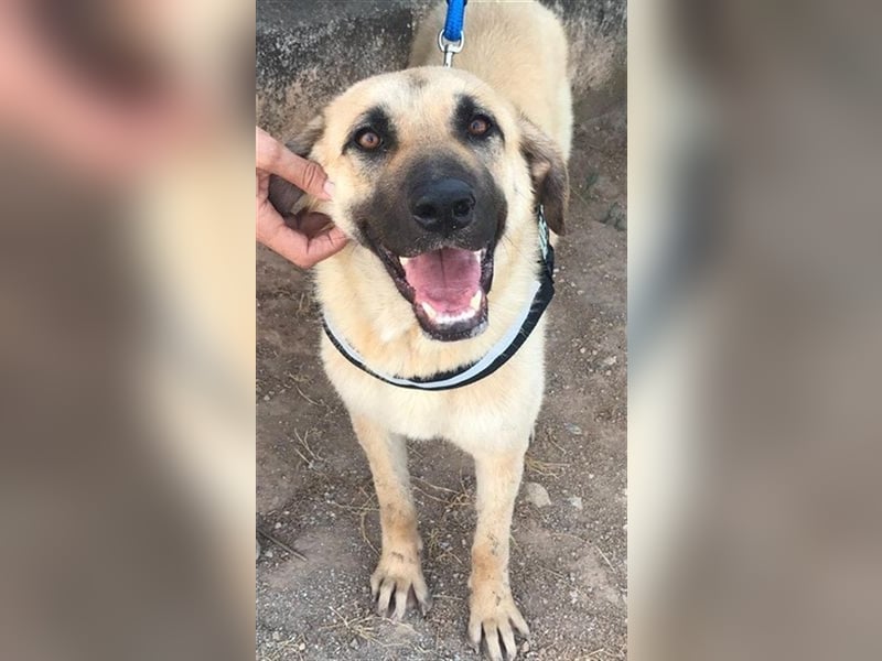 Amara, freundliche Hündin sucht Menschen mit Hundeerfahrung