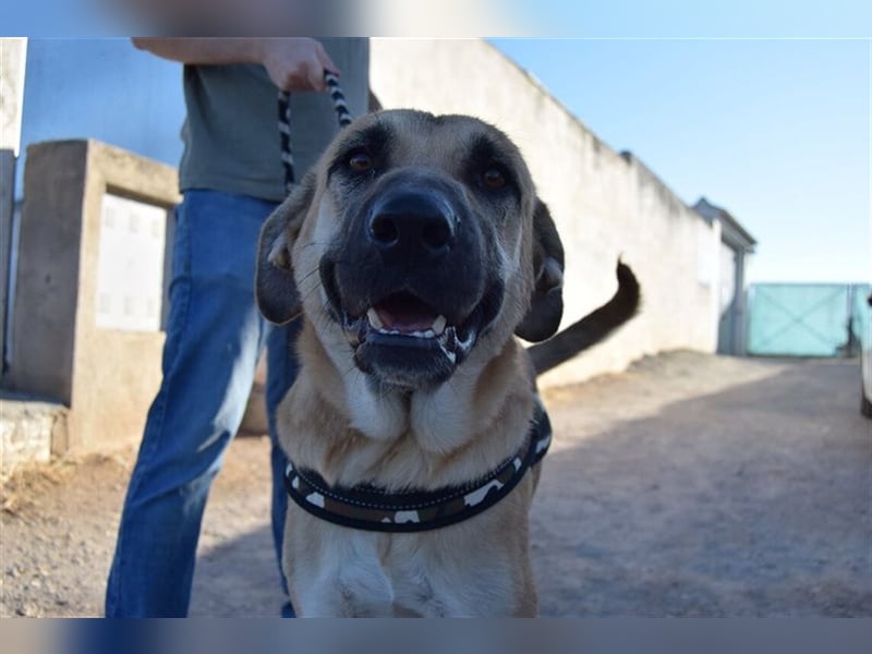 Amara, freundliche Hündin sucht Menschen mit Hundeerfahrung