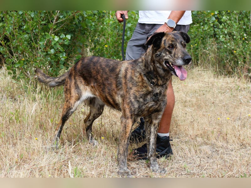 ♥️ Neuzugang MARIA - soll ganz schnell ein Zuhause bekommen!!