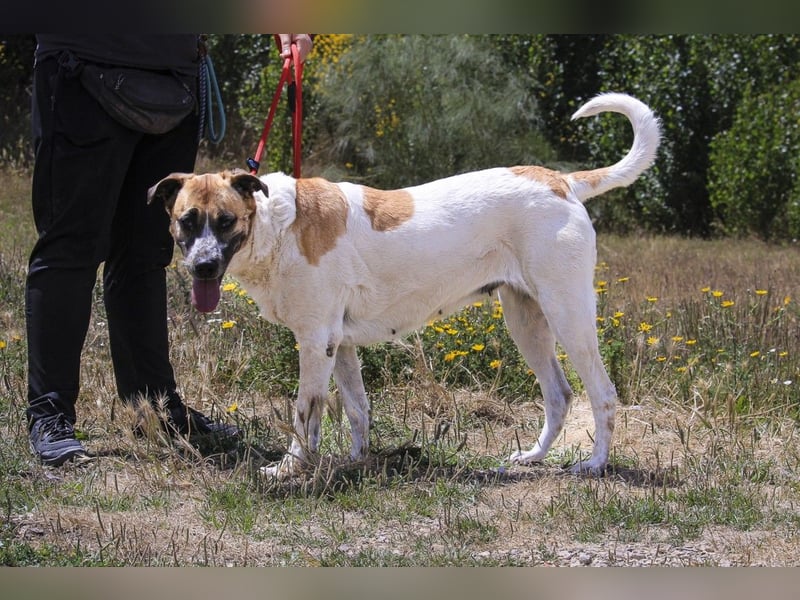 Sanftes Großes Mädchen ♦️ Pearl ♦️in der Cantinho da Milu ⏳ 12/2025