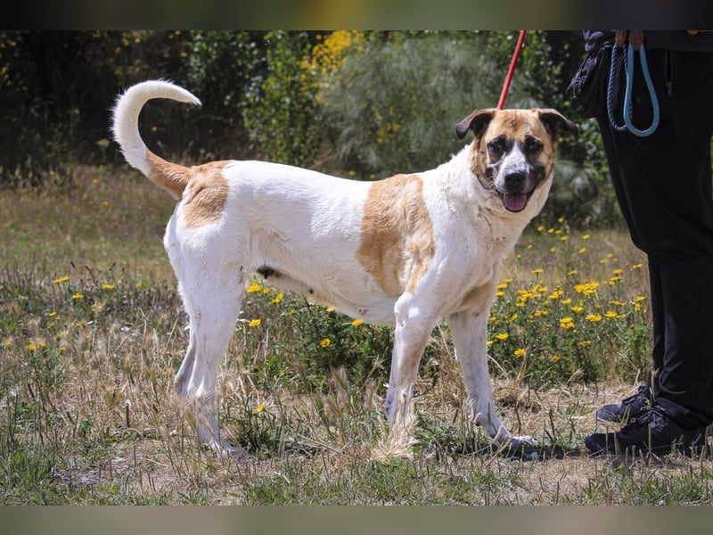 Sanftes Großes Mädchen ♦️ Pearl ♦️in der Cantinho da Milu ⏳ 12/2025