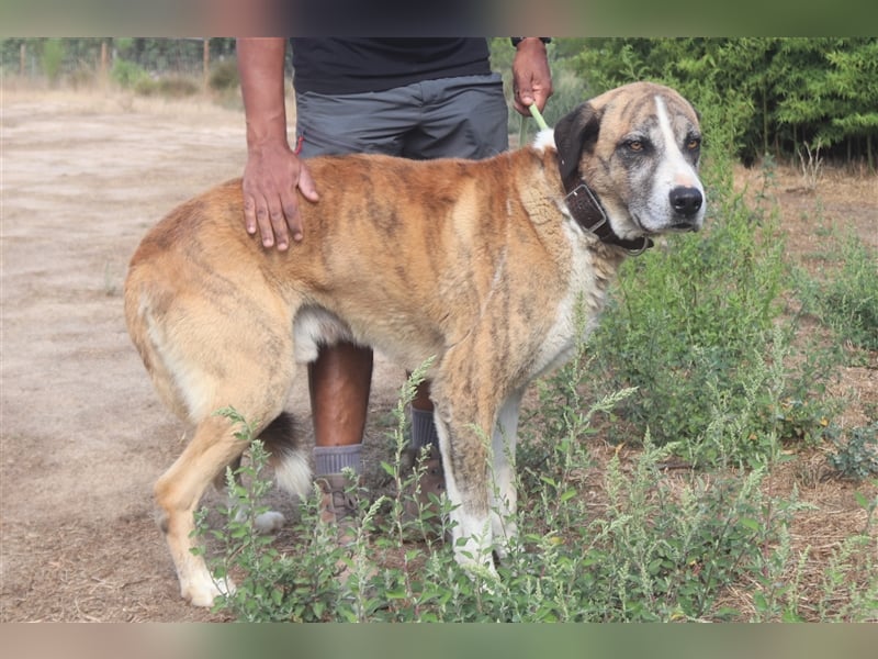 Ruby, Rafeiro Alentejano, lieb und verträglich 