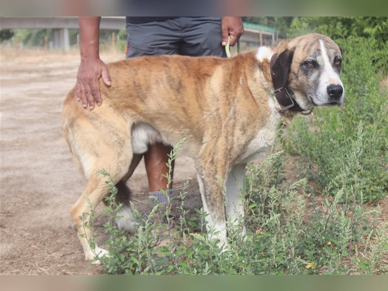 Ruby, Rafeiro Alentejano, lieb und verträglich 
