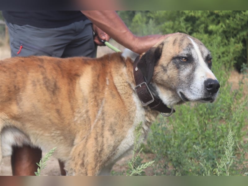 Ruby, Rafeiro Alentejano, lieb und verträglich 
