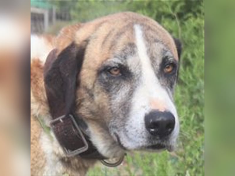 Ruby, Rafeiro Alentejano, lieb und verträglich 