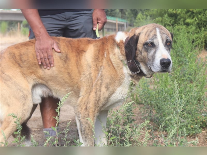 Ruby, Rafeiro Alentejano, lieb und verträglich 