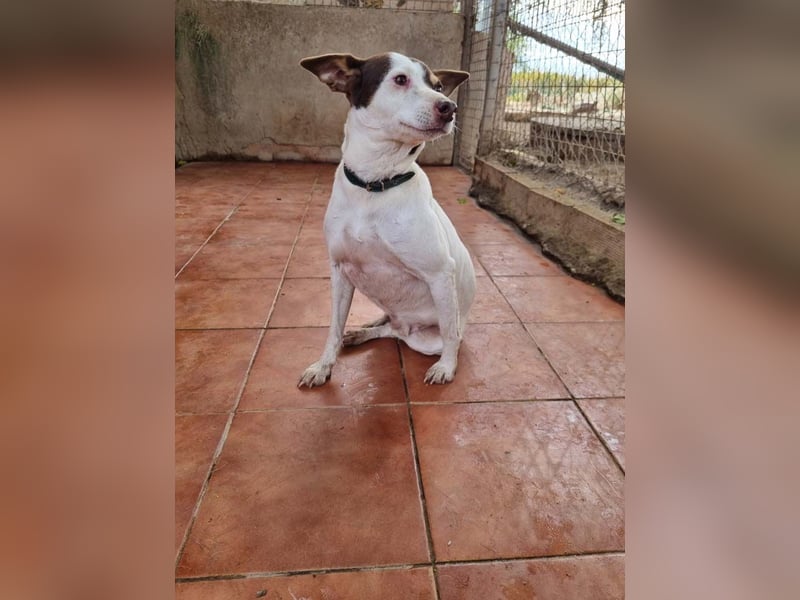 Süße CUQUI-anpassungsfähig, folgsam,hochmotiviert-wer bietet ihr ein liebevolles "Für-immer Zuhause"