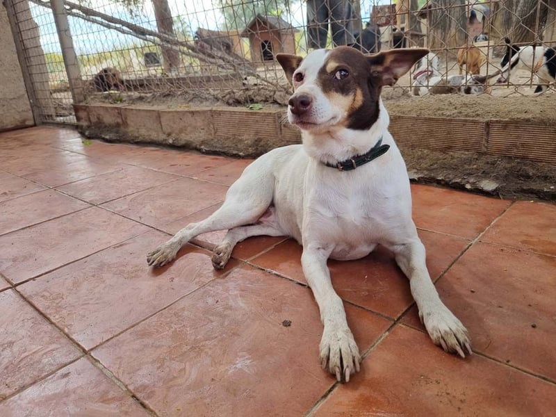 Süße CUQUI-anpassungsfähig, folgsam,hochmotiviert-wer bietet ihr ein liebevolles "Für-immer Zuhause"