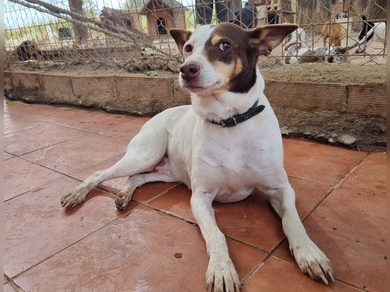 Süße CUQUI-anpassungsfähig, folgsam,hochmotiviert-wer bietet ihr ein liebevolles "Für-immer Zuhause"