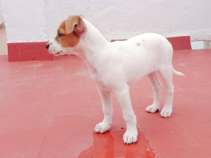 JACKIE-gut sozialisierter, unbeschwerter, liebevoller Schatz sucht sein Für-immer-Zuhause