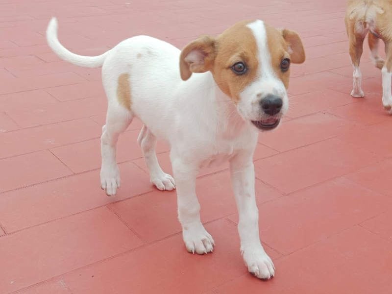 JACKIE-gut sozialisierter, unbeschwerter, liebevoller Schatz sucht sein Für-immer-Zuhause