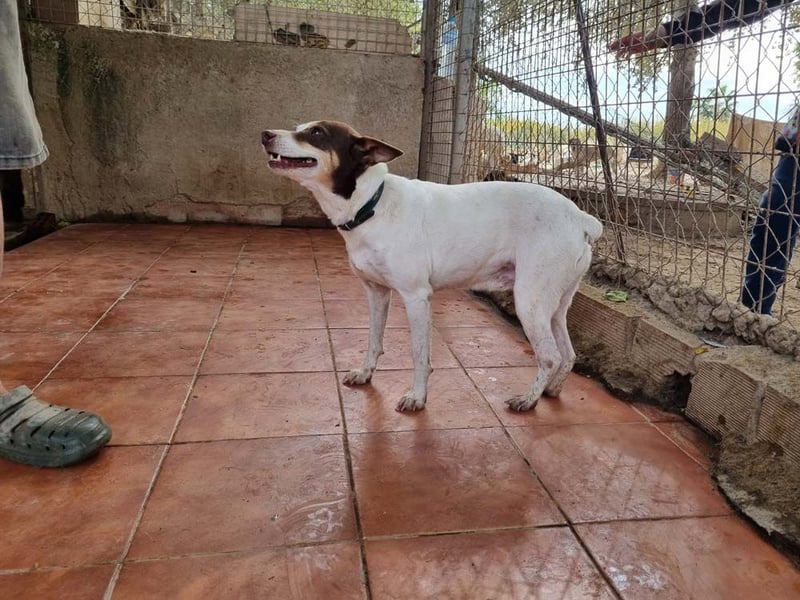 Süße CUQUI-anpassungsfähig, folgsam,hochmotiviert-wer bietet ihr ein liebevolles "Für-immer Zuhause"