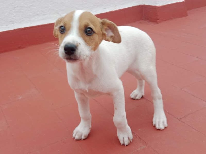 JACKIE-gut sozialisierter, unbeschwerter, liebevoller Schatz sucht sein Für-immer-Zuhause