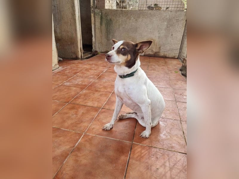 Süße CUQUI-anpassungsfähig, folgsam,hochmotiviert-wer bietet ihr ein liebevolles "Für-immer Zuhause"